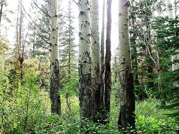 Plants growing on tree trunk