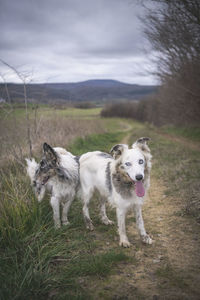 Two border collies are standing on a dirtroad between the fields