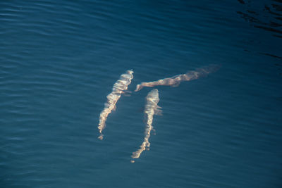 High angle view of fishes swimming in sea