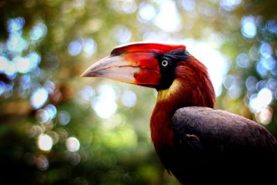 Close-up of parrot on tree