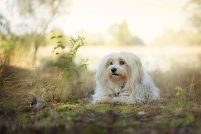 West highland white terrier resting on field