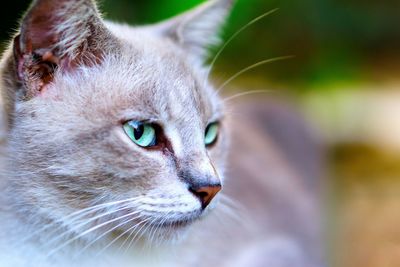 Close-up of cat looking away