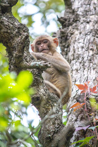 Low angle view of monkey on tree