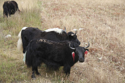 View of cow on field