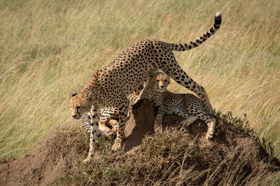 Cheetah walks from cubs on termite mound