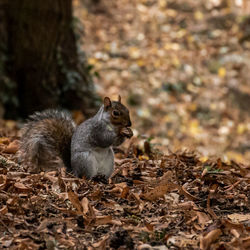 Squirrel sitting in a forest