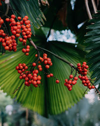 Close-up of berries growing on tree