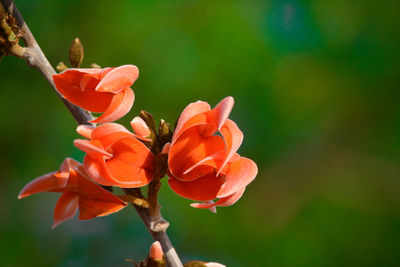 Close-up of orange flowering plant