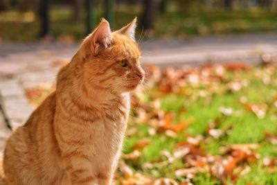 Close-up of a cat looking away