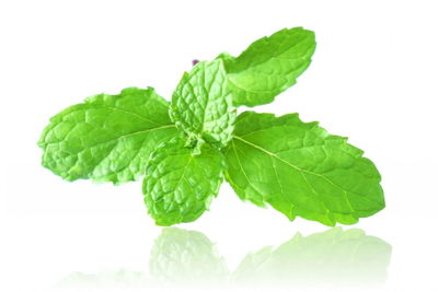 Close-up of plant against white background