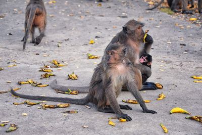 Macaque long tailed monkey, close-up genus macaca cercopithecinae, monkeys in thailand. asia.