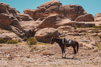 View of animals on rock formation