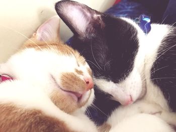 Close-up of cat sleeping at home