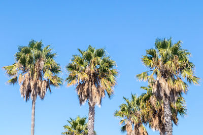 Low angle view of coconut palm trees against clear blue sky