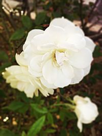 Close-up of flower blooming outdoors