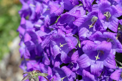 Close-up of purple flowering plants