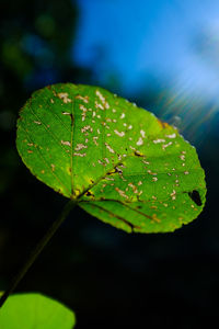 Close-up of water drops on leaf