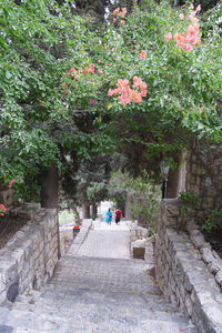 People on steps amidst flowering trees