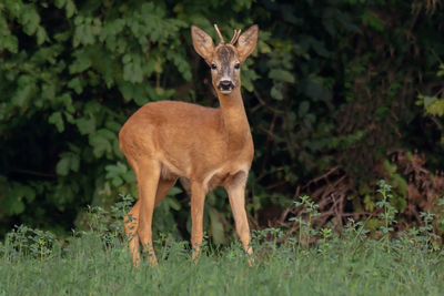 Portrait of deer standing on field