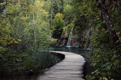 Footpath amidst trees in forest