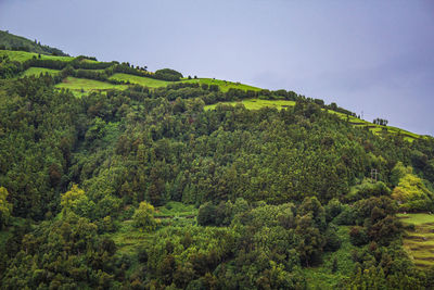 Scenic view of forest against sky