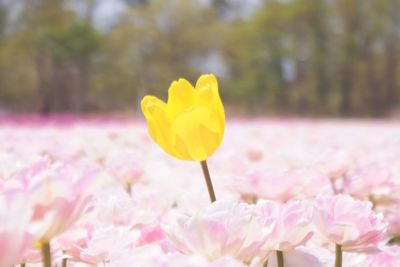 Close-up of yellow tulip