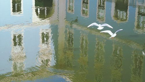 Birds flying over lake