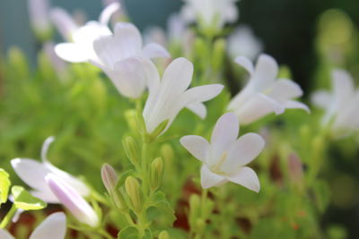 Close-up of white crocus flowers