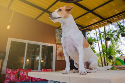 Low angle view of a dog looking away at home