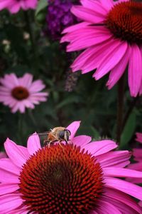 Honey bee pollinating on pink flower