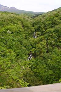 Scenic view of forest