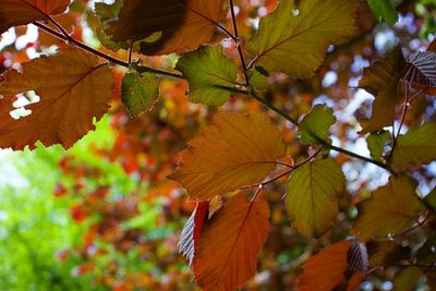 Close-up of maple leaves on tree