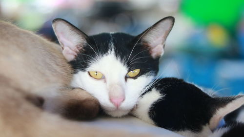 Close-up portrait of a cat