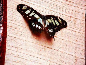 High angle view of butterfly perching on leaf