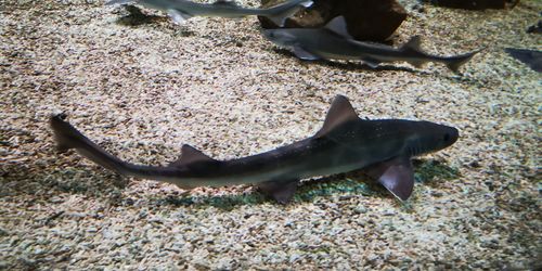 High angle view of fish in sea