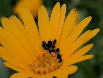 Close-up of insect on yellow flower