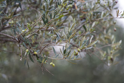 Close-up of plant growing on tree