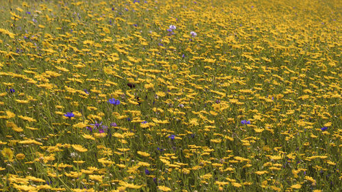 High angle view of yellow flowers blooming in field