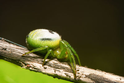 Close-up of insect on wood