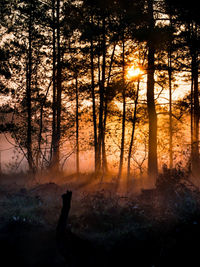 Silhouette of trees in forest