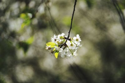 Close-up of white cherry blossom plant