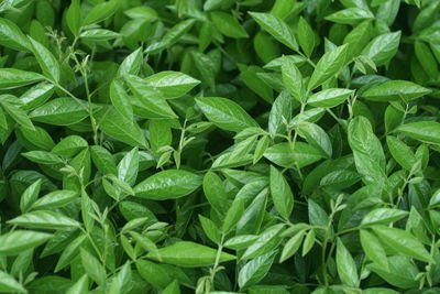 Full frame shot of green leaves