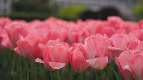 Close-up of pink tulips