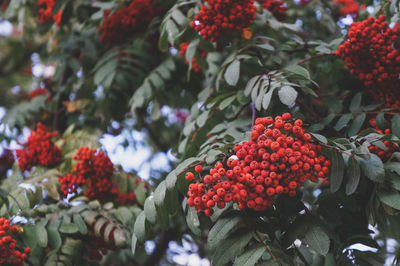 Close-up of red berries on plant