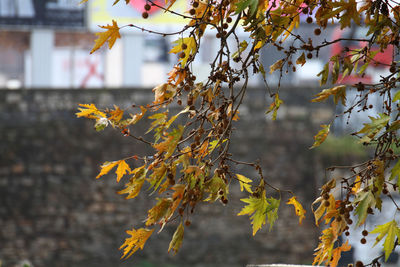 Close-up of yellow flowering plant against tree