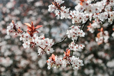 Close-up of cherry blossom tree