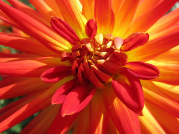 Close-up of dahlia