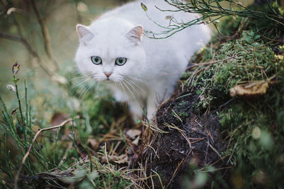 Portrait of a cat on field