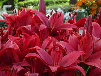 Close-up of red lilies blooming outdoors