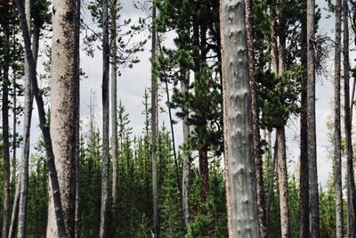 View of trees in forest